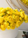 Bunch de Ranunculus (varios colores)