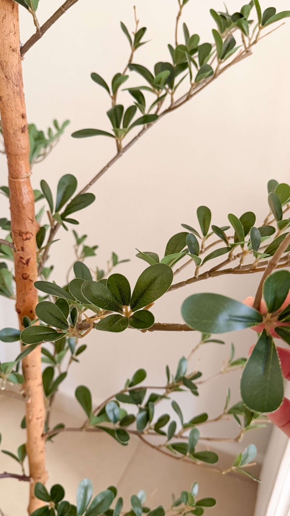 Arbol de olivo negro vena natural