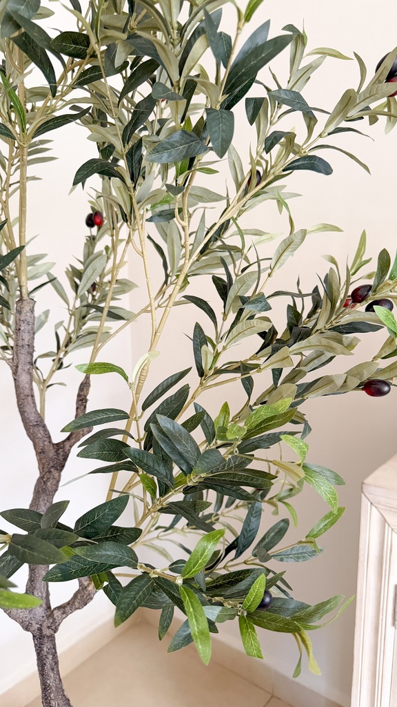 Arbol de olivo
