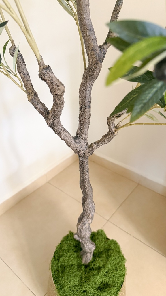 Arbol de olivo