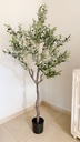 Arbol de olivo
