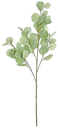 Rama de eucalipto silver