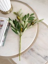 Rama de olivo pequeña con fruto