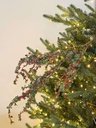 Ramitas de mini berries (2 colores)