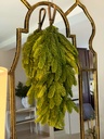 Lagrima de pino noble fir