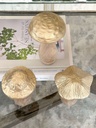 Hongos cuerpo de madera