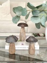 Hongos cuerpo de madera
