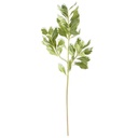 Rama de hojas pittosporum