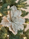 Magnolia platino Ice