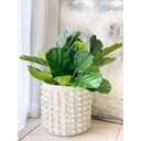 Rama de ficus lyrata