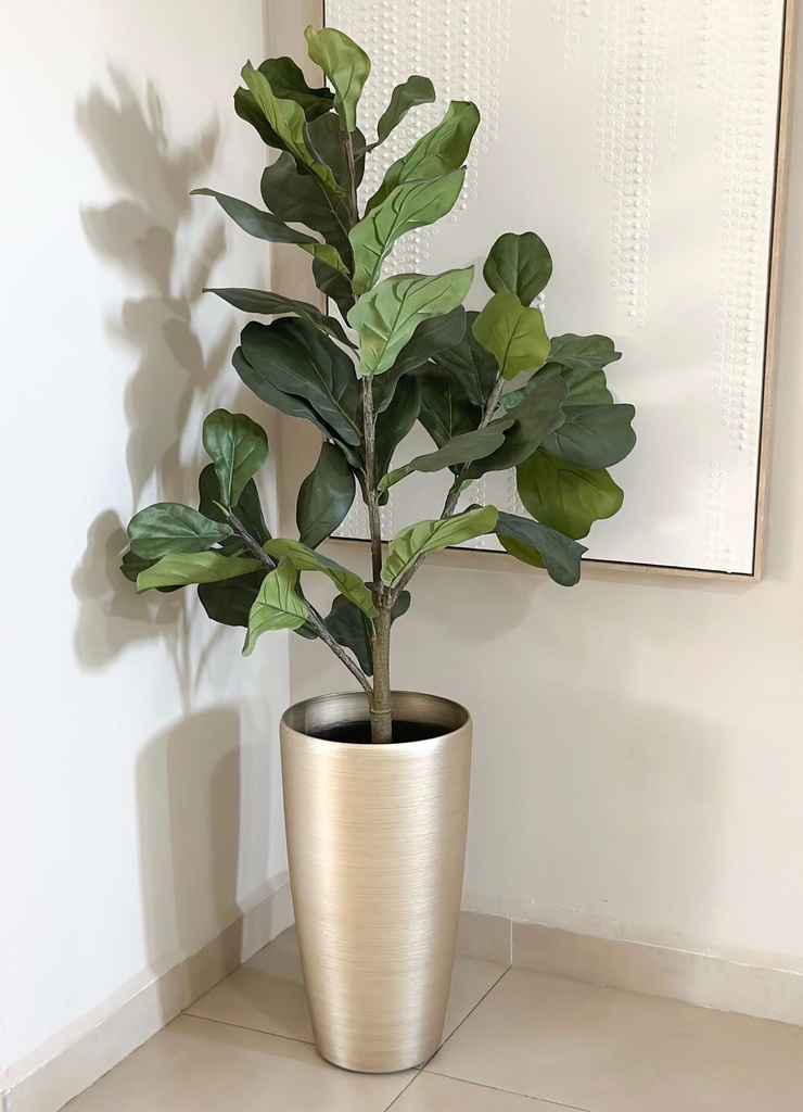 Arbol Ficus Lyrata