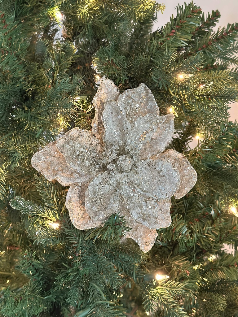 Magnolia platino Ice