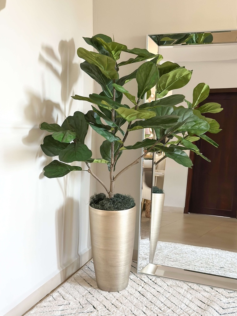 Arbol grande fiddle leaf