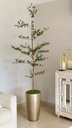 Arbol Olivo negro de 6 pies