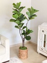 Arbol de fiddle de 59"
