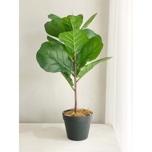 [F29322] Arbol pequeño fig tree