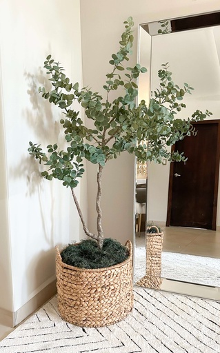 [MTF24341] Arbol de Eucalipto