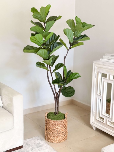 [FT7399] Arbol de fiddle de 59"