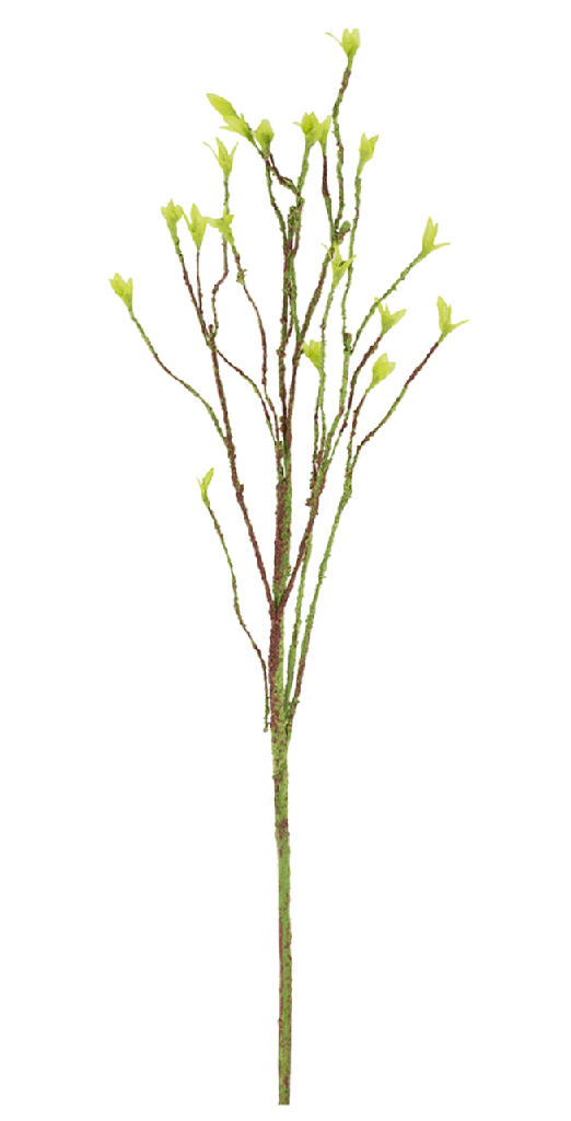 Rama verde con retoño