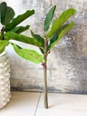 Rama de ficus lyrata