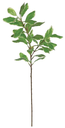 Rama de ficus benjamina