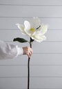 Tallo de Magnolia