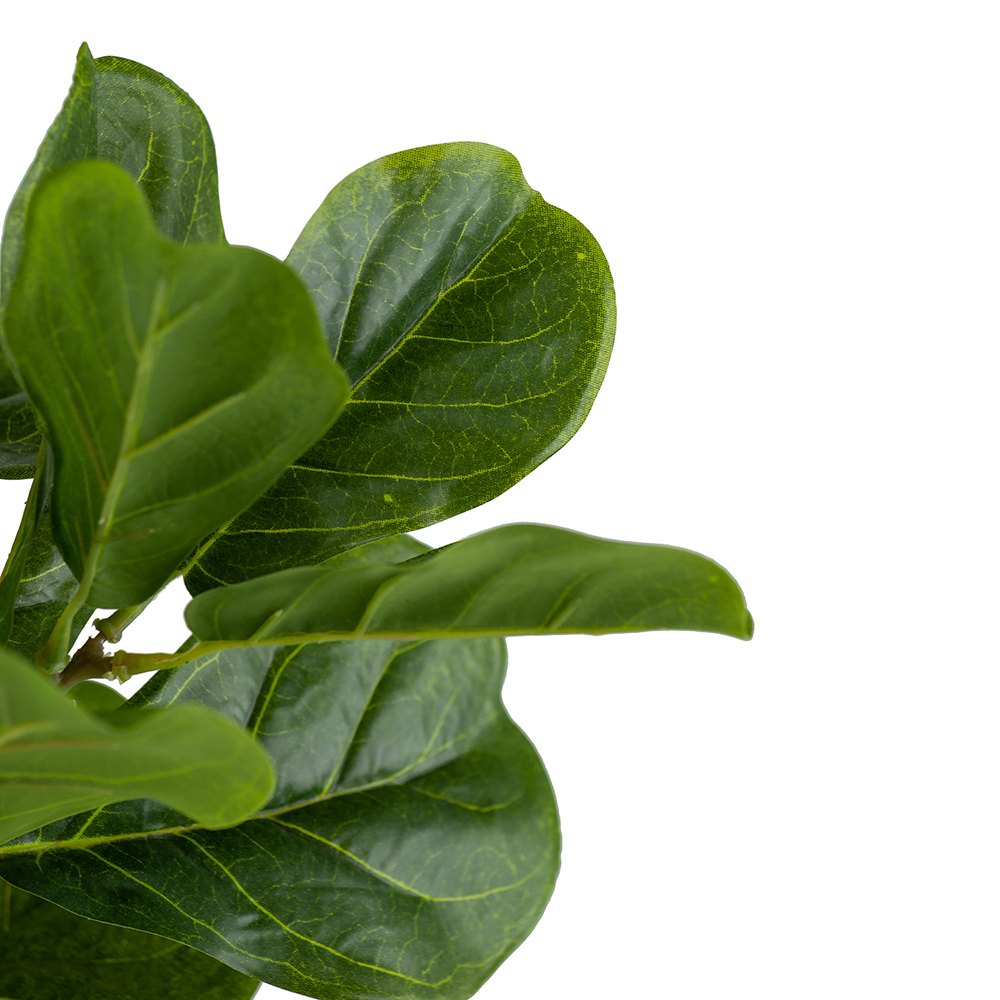 Rama Fiddle Leaf