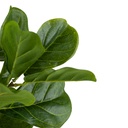 Rama Fiddle Leaf