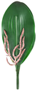 Hojas de orquídeas