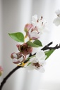 Flor de Manzana