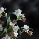 Flor de Manzana