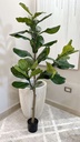 Arbol Ficus Lyrata