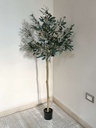 Arbol de olivo con fruto