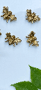 Set de 6 Imanes de abeja