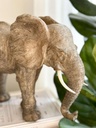 Dumbo