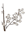 Rama de berrie blanca escarchada