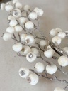 Rama de berrie blanca escarchada