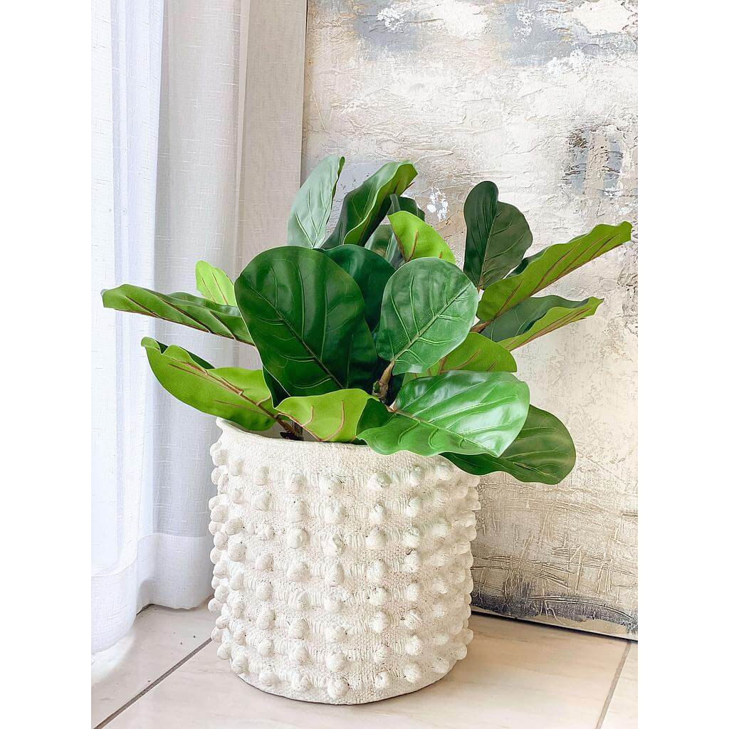 Rama de ficus lyrata