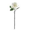 Tallo de Magnolia