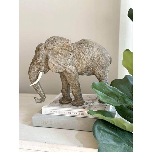 [73637] Dumbo