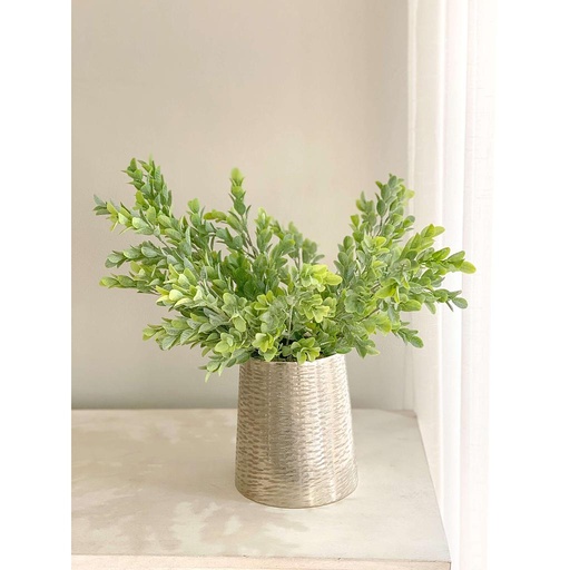 Follaje boxwood