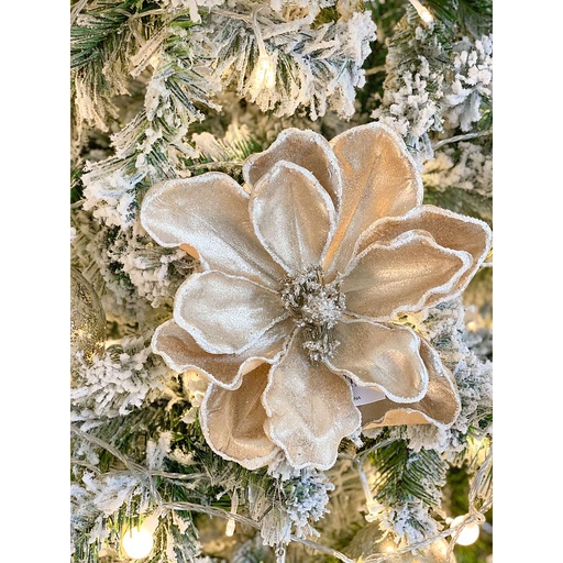 [X20AT0432] Magnolia Champagne