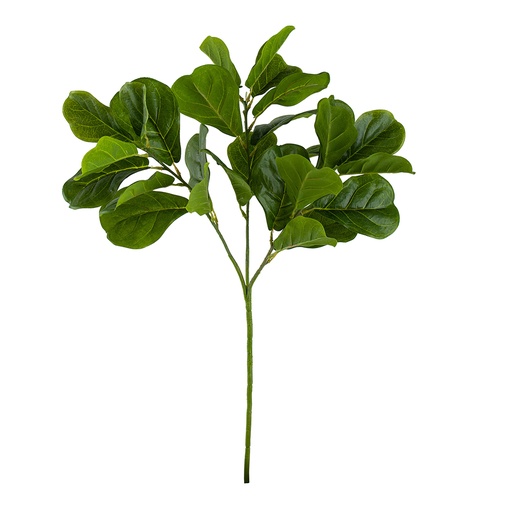 [F4535] Rama Fiddle Leaf
